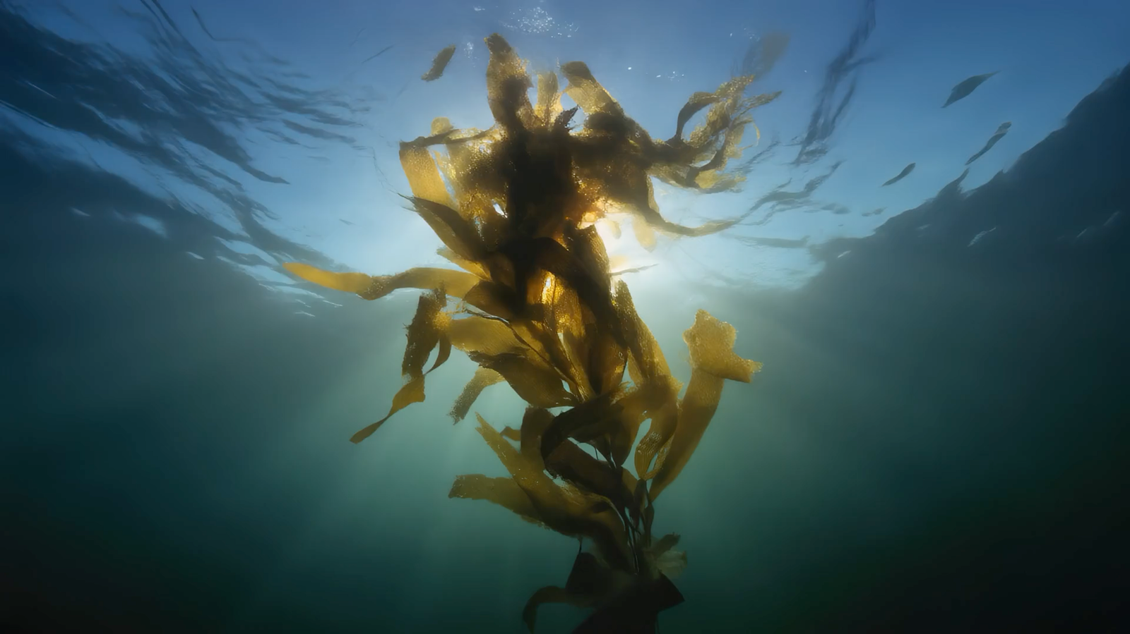 Seaweed drifting underwater